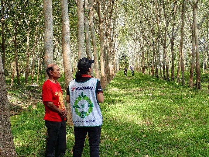 Survey of natural rubber plantation in Surat Thani, Thailand