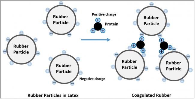 Coagulation Model of Rubber Particles in Latex by Protein