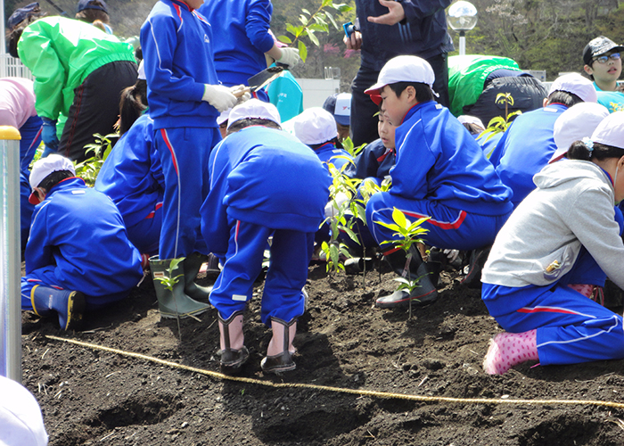 Scenes from our tree-planting festivals