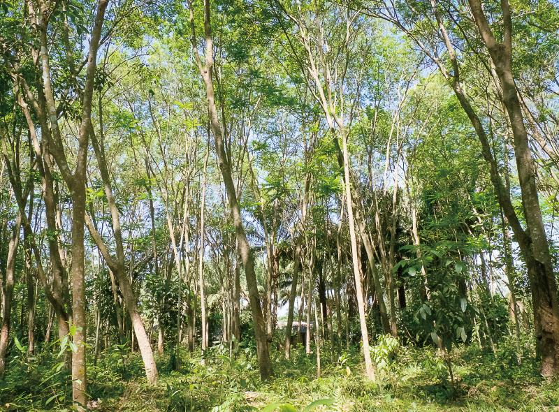 アグロフォレストリー農法を取り入れた天然ゴム林