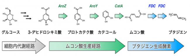 ２．植物原料からのバイオブタジエン・イソプレン製造技術の開発