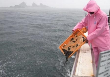  神奈川県栽培漁業協会によるヒラメの稚魚放流（神奈川県真鶴町）