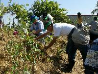 Participants planting trees
