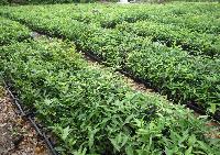 どんぐりから育てた自前の苗木。第2期以降の植樹に活用する
