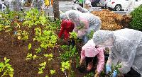 小雨の中で植樹する参加者