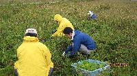 外来種の笹だけを1本づつ刈り取る