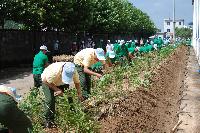 Planting seedlings