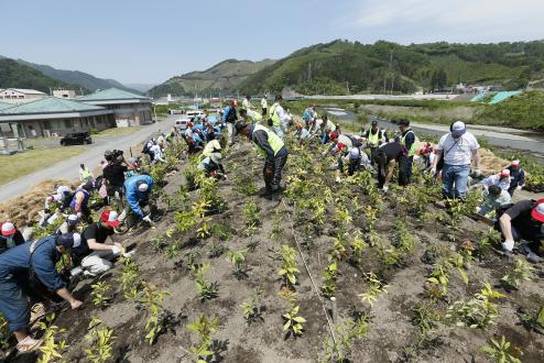 植樹する参加者の皆様