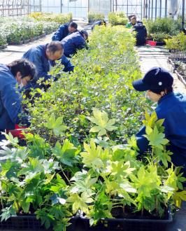 進和学園の苗場の様子