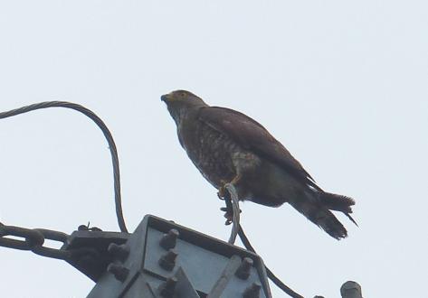工場近隣の園部川で撮影されたサシバ