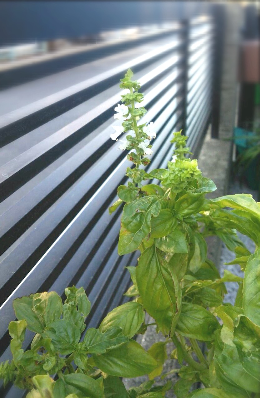 ちょっとだけ自給自足？