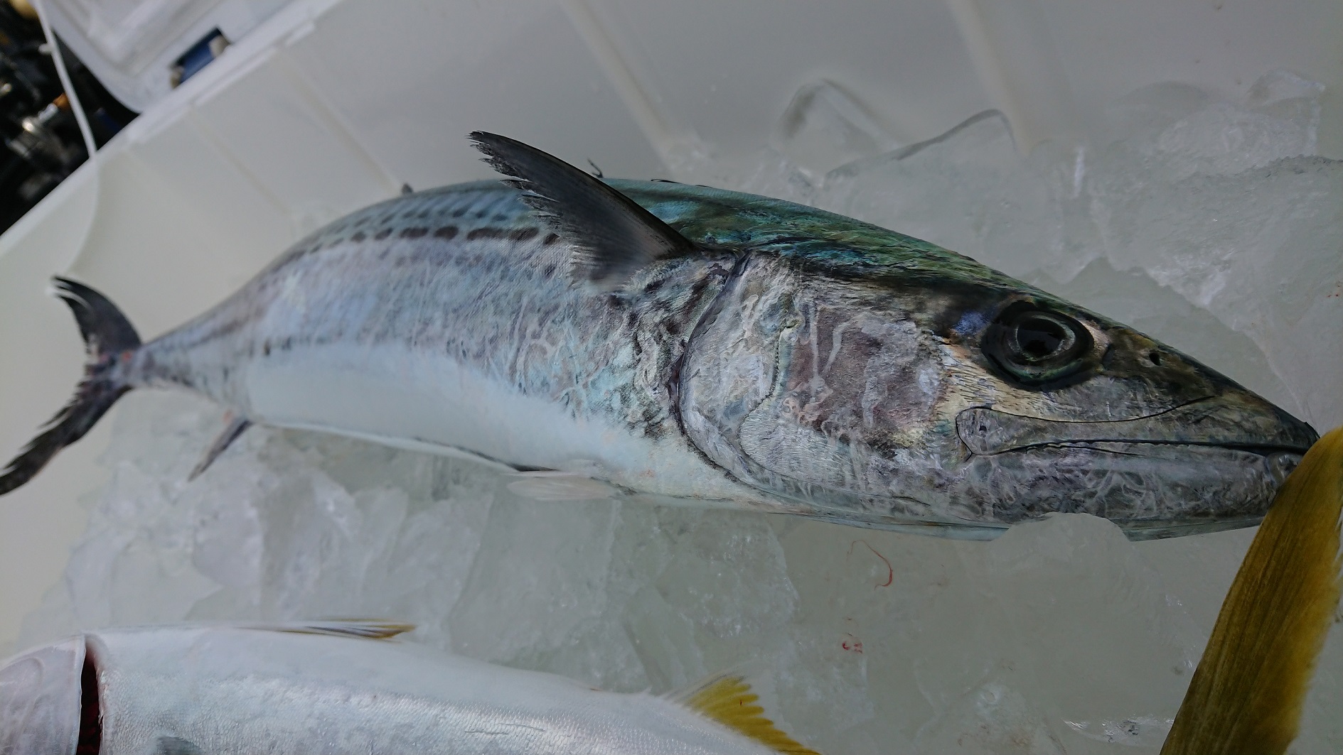 釣りへ(=^・^=)