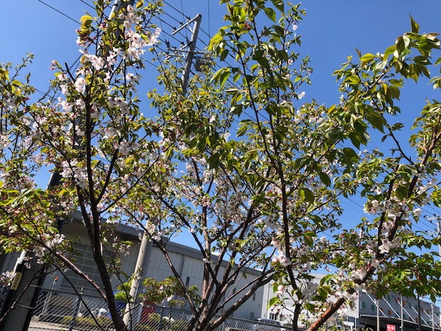 強風だった為、桜が&hellip;