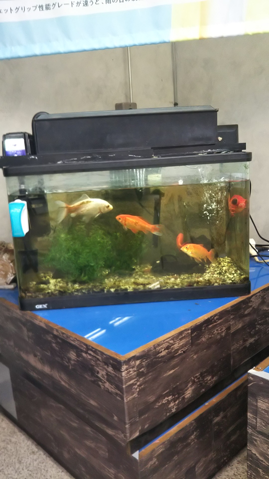 金魚