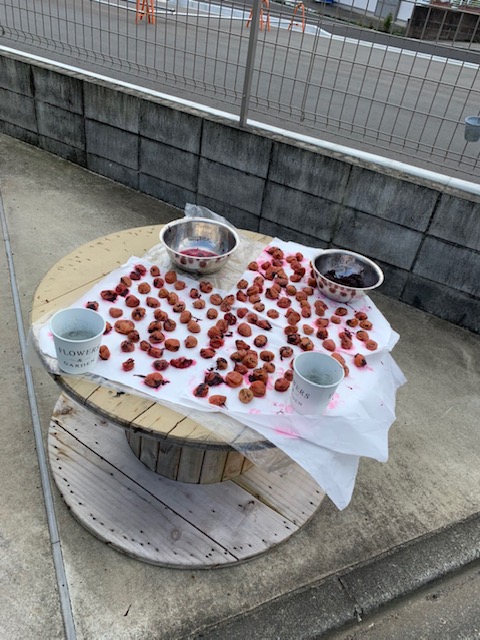 梅雨明けの梅
