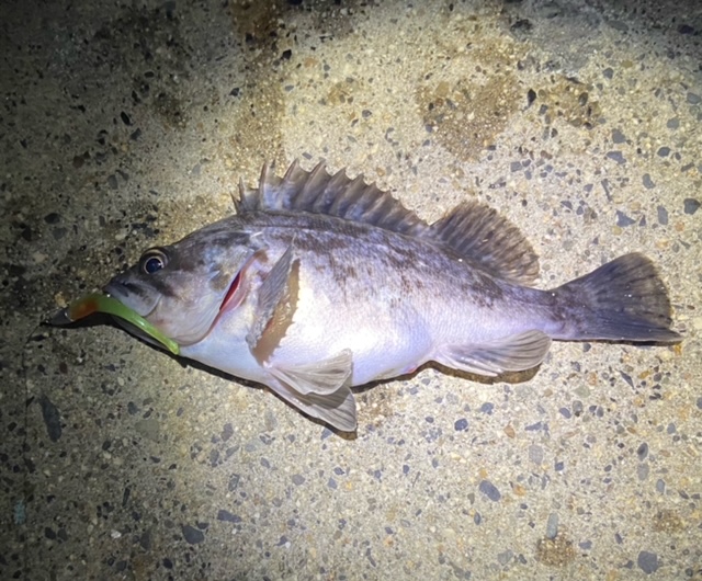 休日前の夜釣り