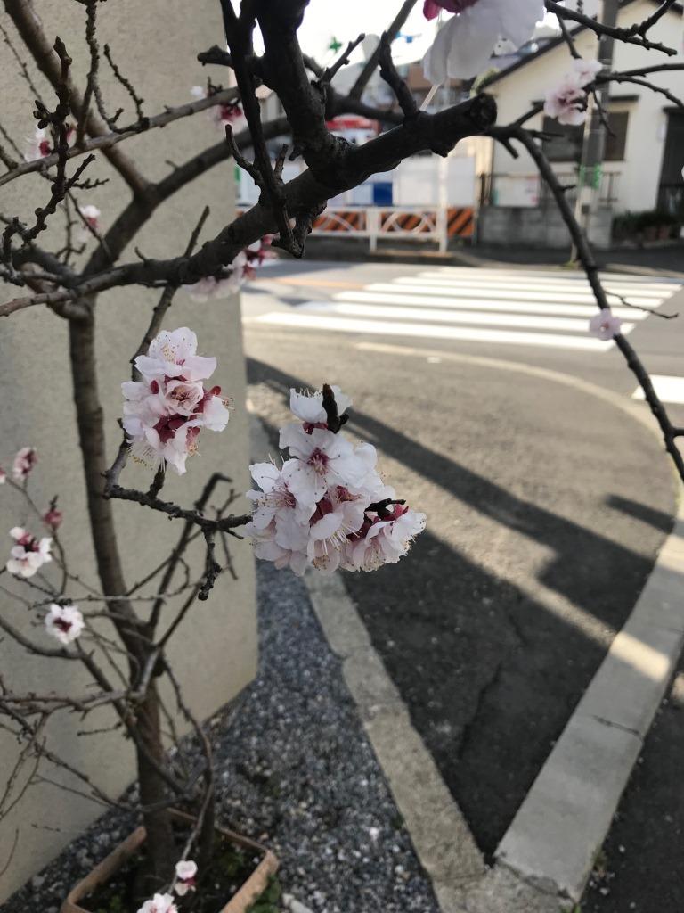 春近し