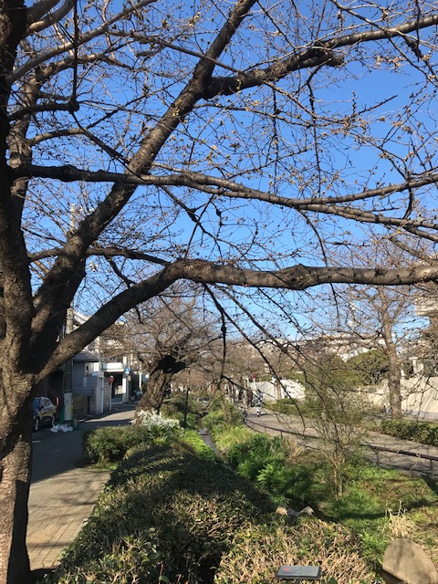 緑道の桜は