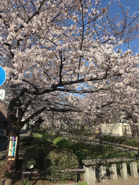 今年もキレイに咲きました。
