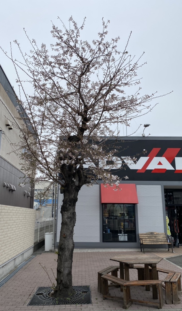 今年も咲きました。