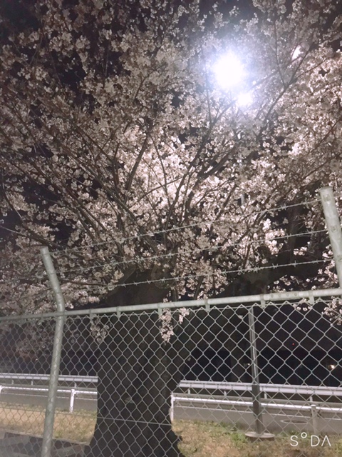 夜桜
