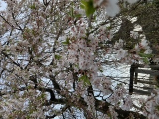 花見には遅すぎました（＾＾；）