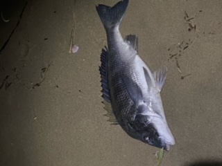 昨夜のサーフでの珍客