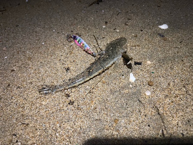どっちがメゴチでどっちがマゴチでしょうか？