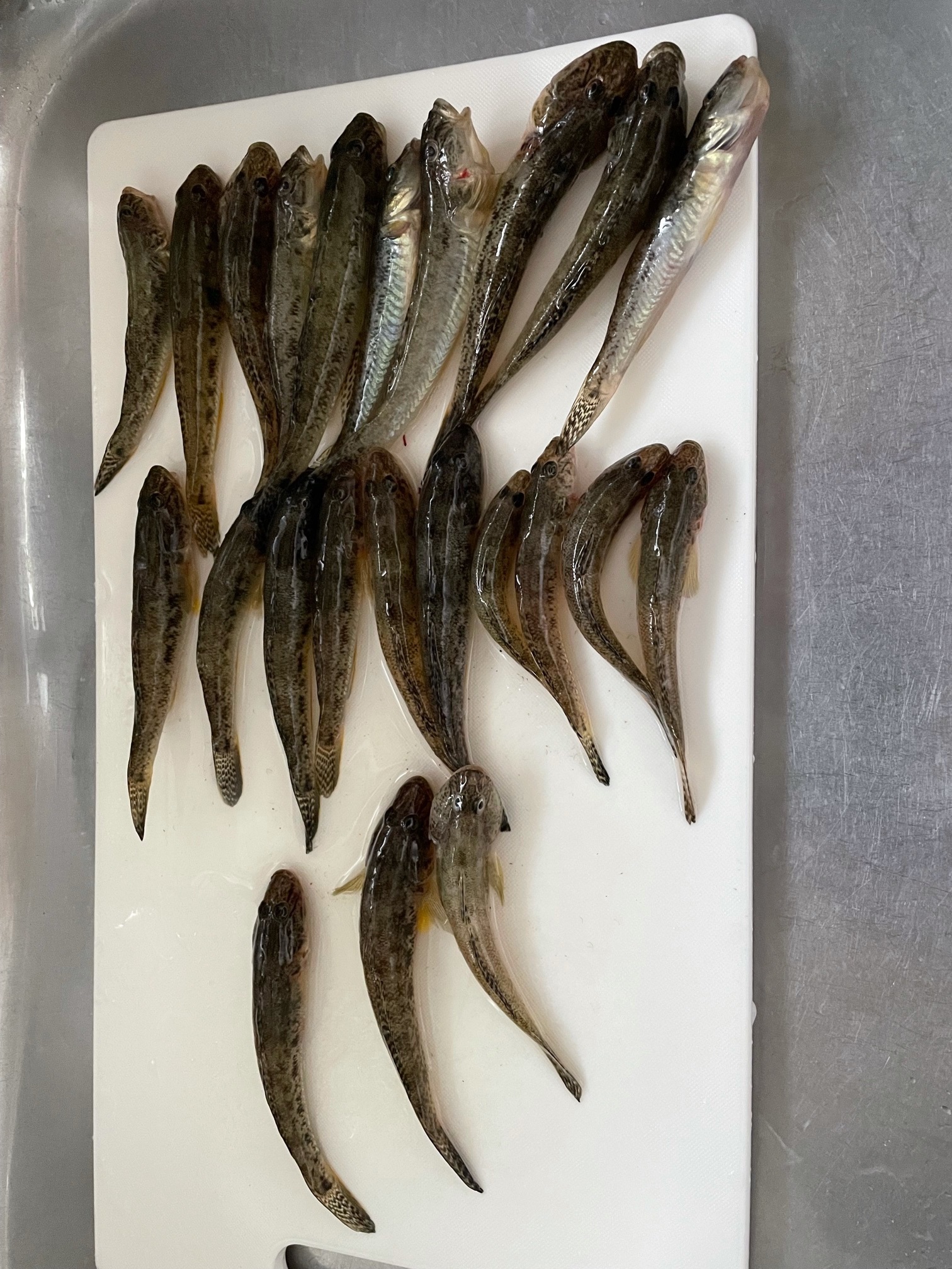 スタッフＮの釣りブログ