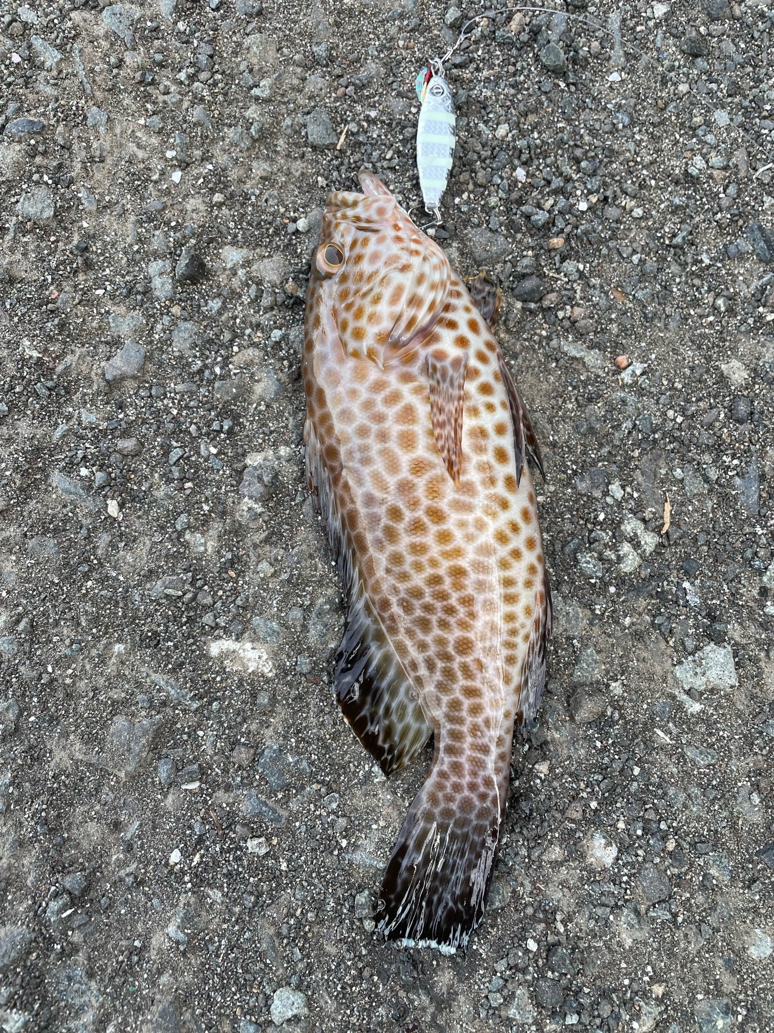スタッフＮの釣りブログ