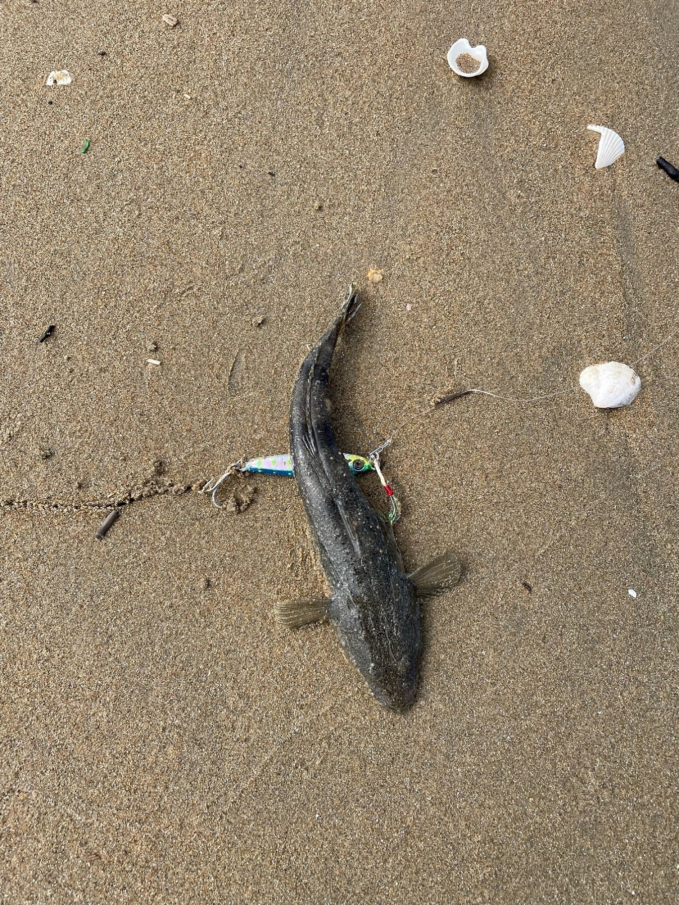 久し振りのマゴチ、そして安定のシタビラメ