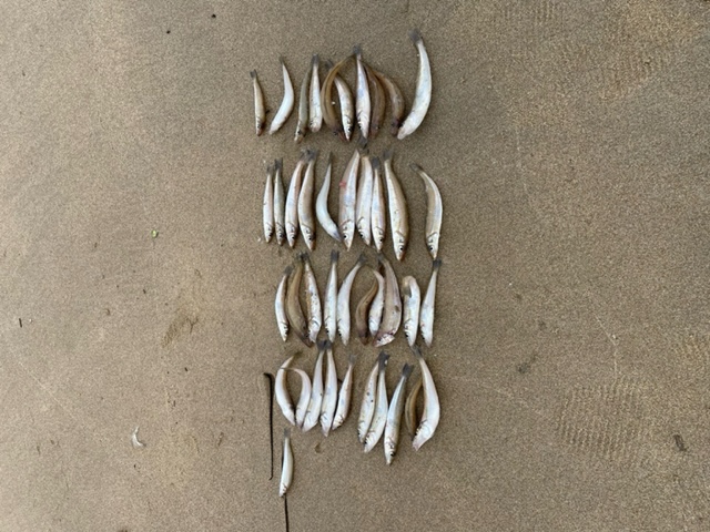 癒しの釣り第二弾