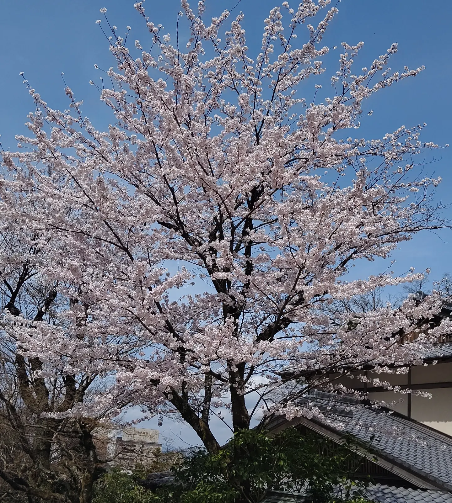 4月ですね&epsilon;&epsilon;=ﾍ(*&acute;ー`)ノ
