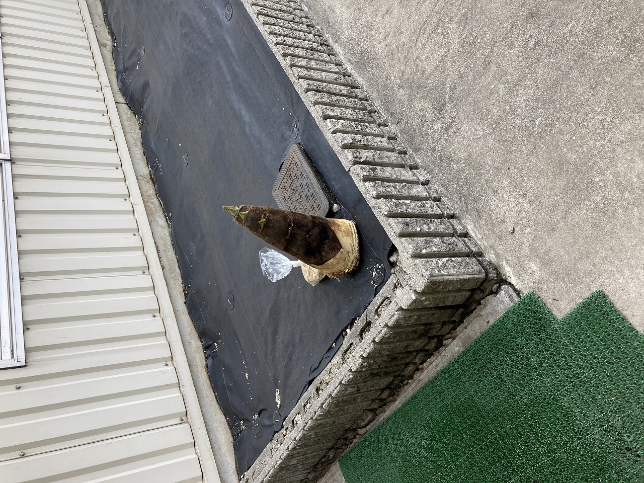 たけのこが旬の季節です。