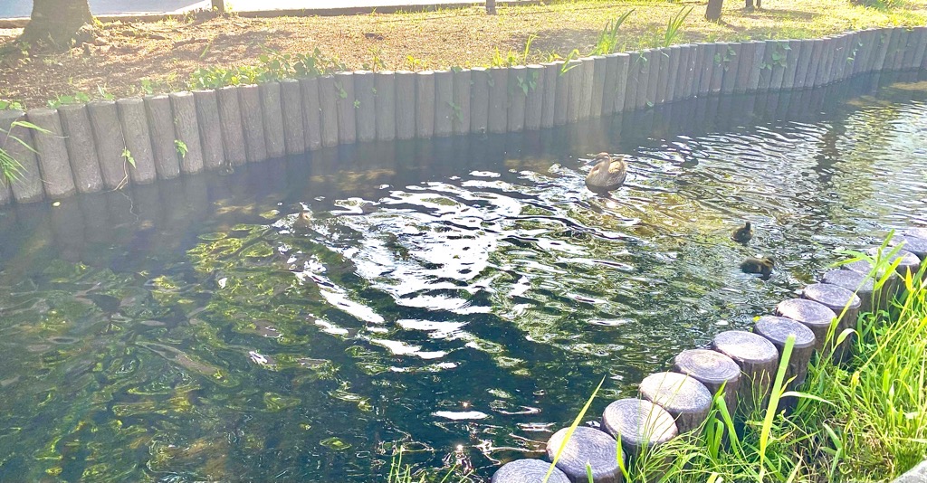 カモの親子二組目！！