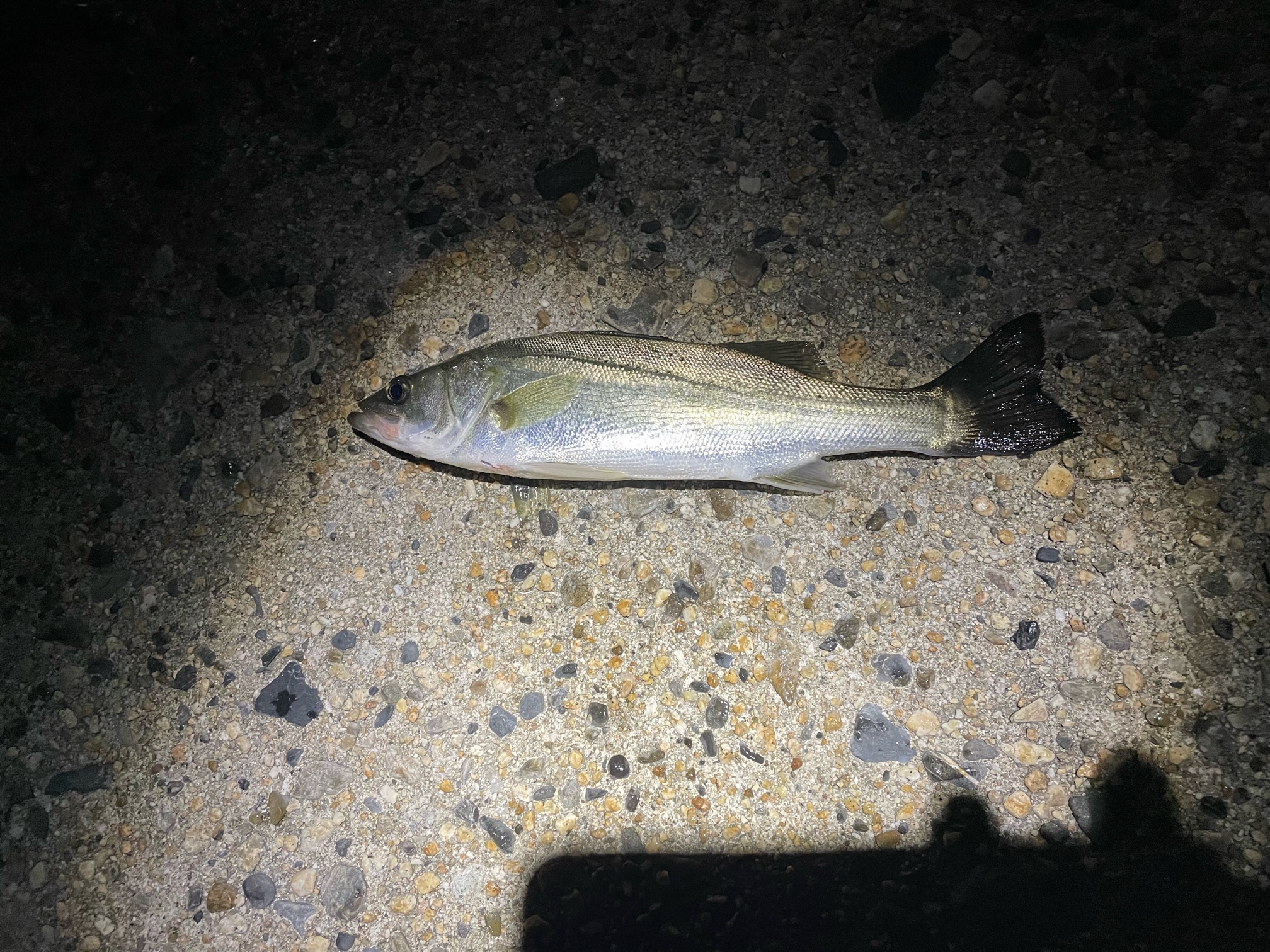 今週のスタッフNの釣りブログ（＾＾；）