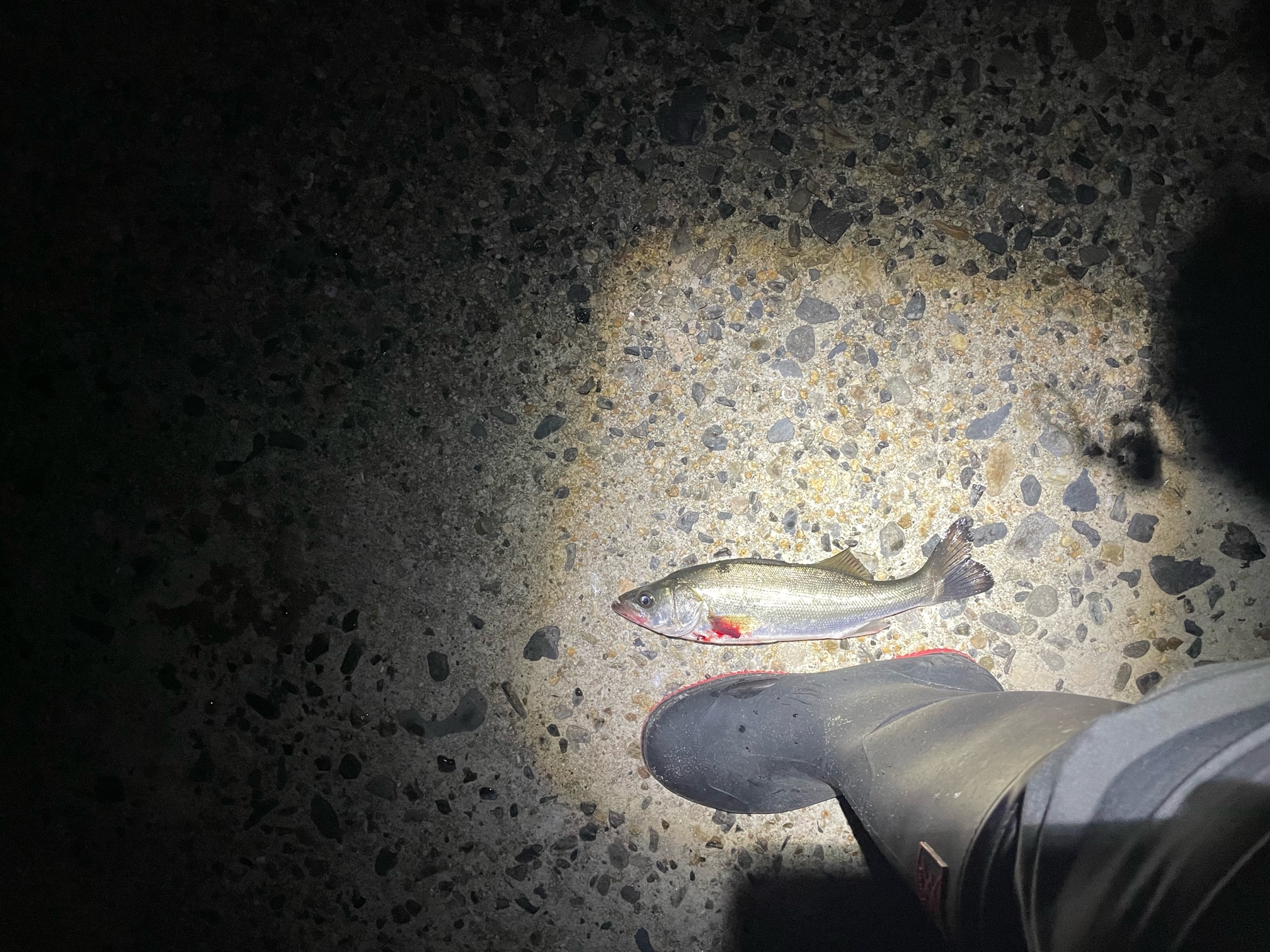 スタッフＮの釣りブログ