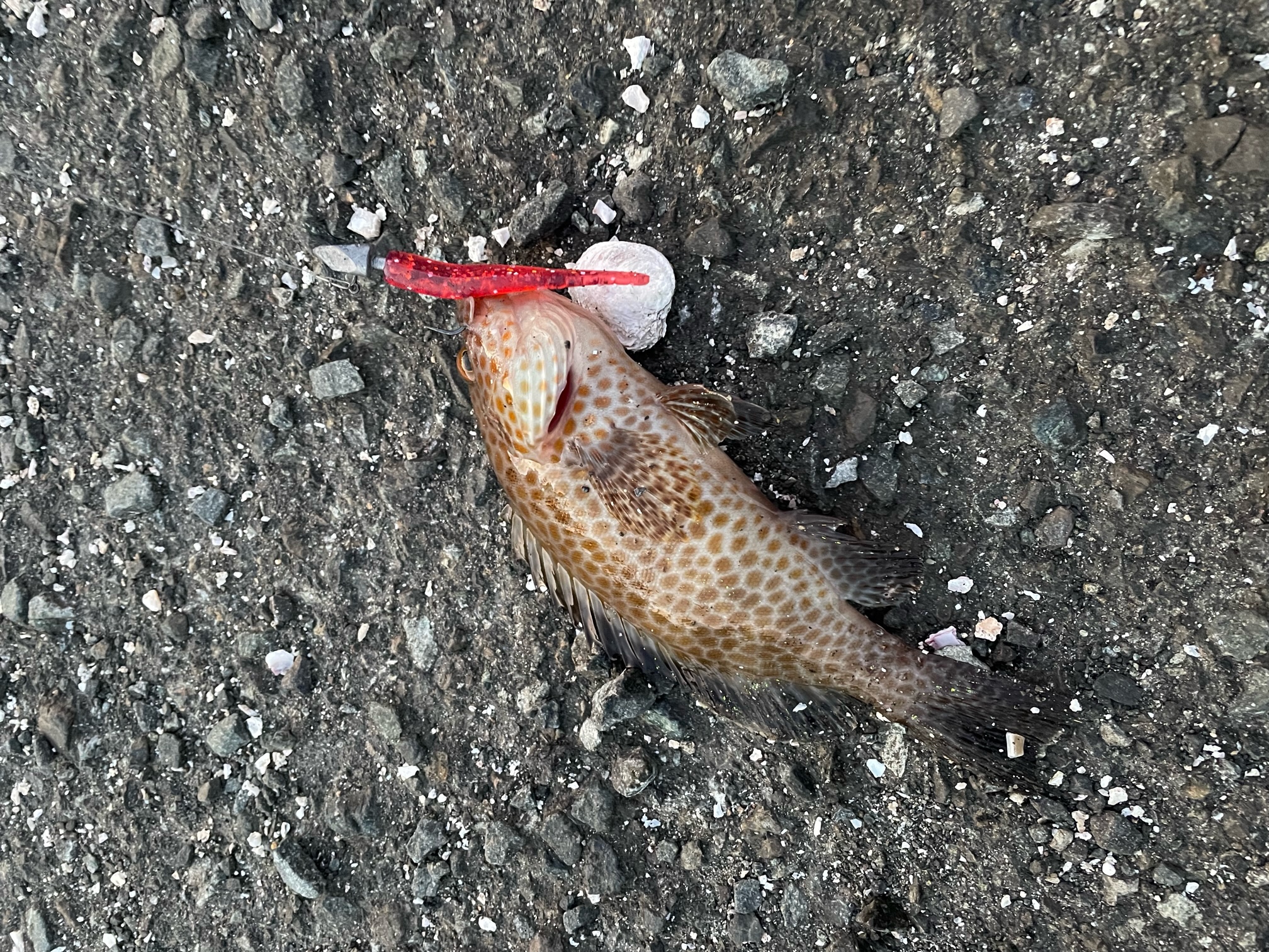 スタッフＮの釣りブログ 癒しの釣り編