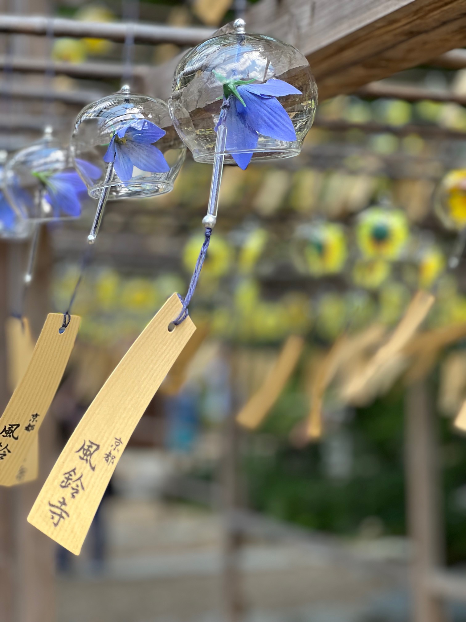 夏の風物詩(^^♪