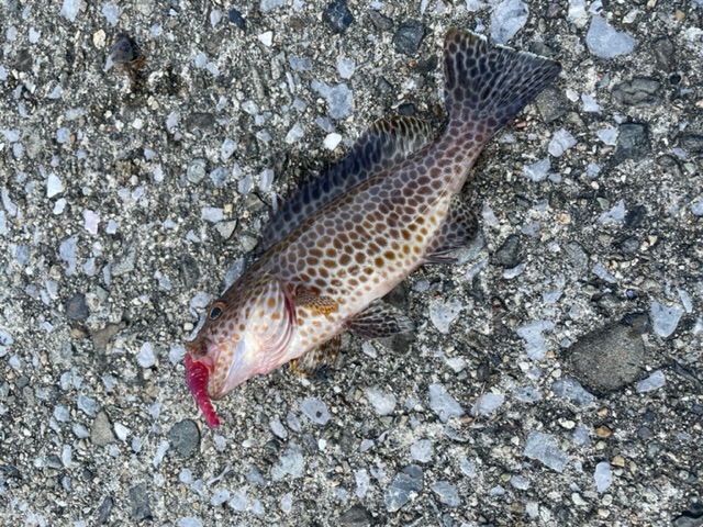 久しぶりの釣りブログ