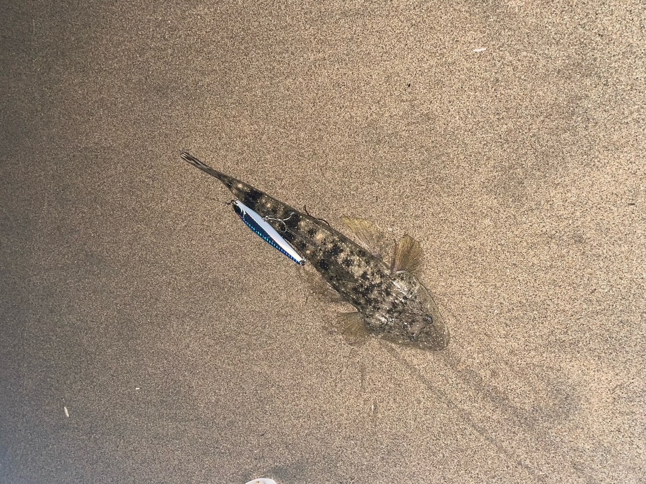 スタッフＮの釣りブログ