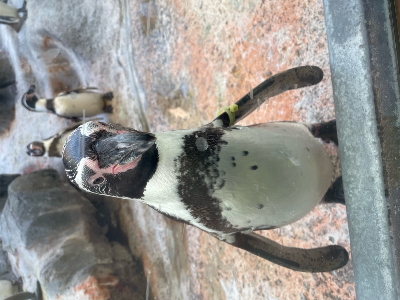 久し振りの鳥羽水族館