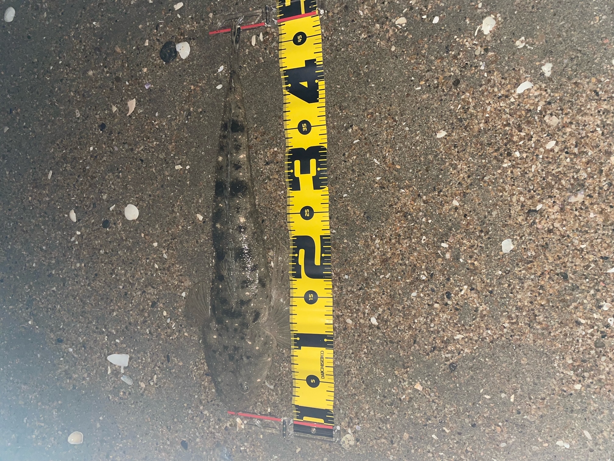 スタッフＮの釣りブログ　秋の始まり編