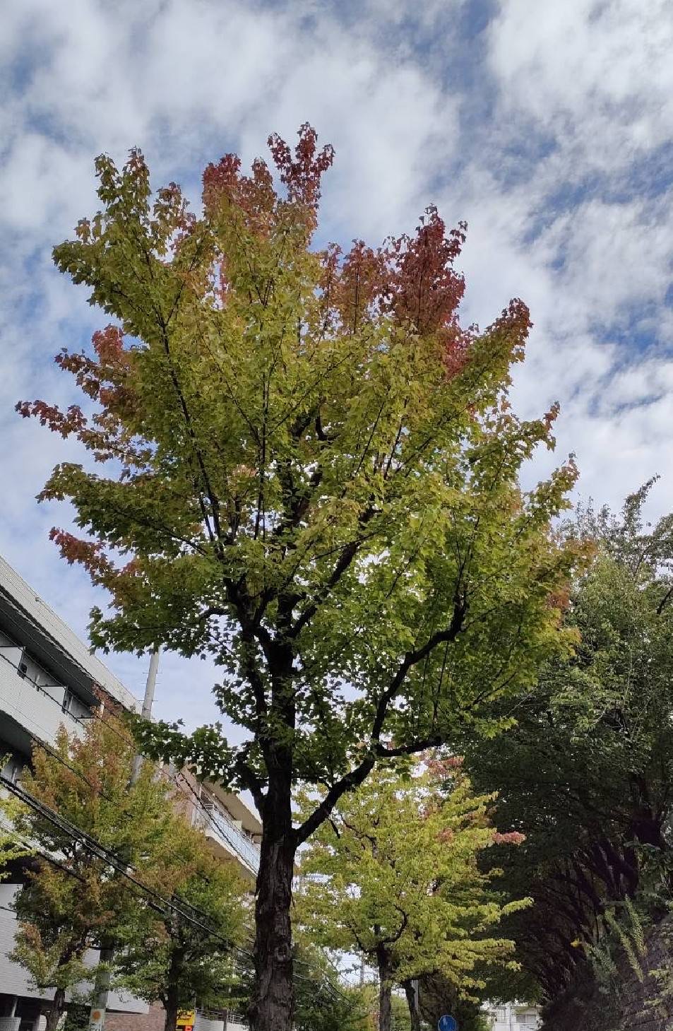 木々の色づき始めとスタッドレスの履き替え