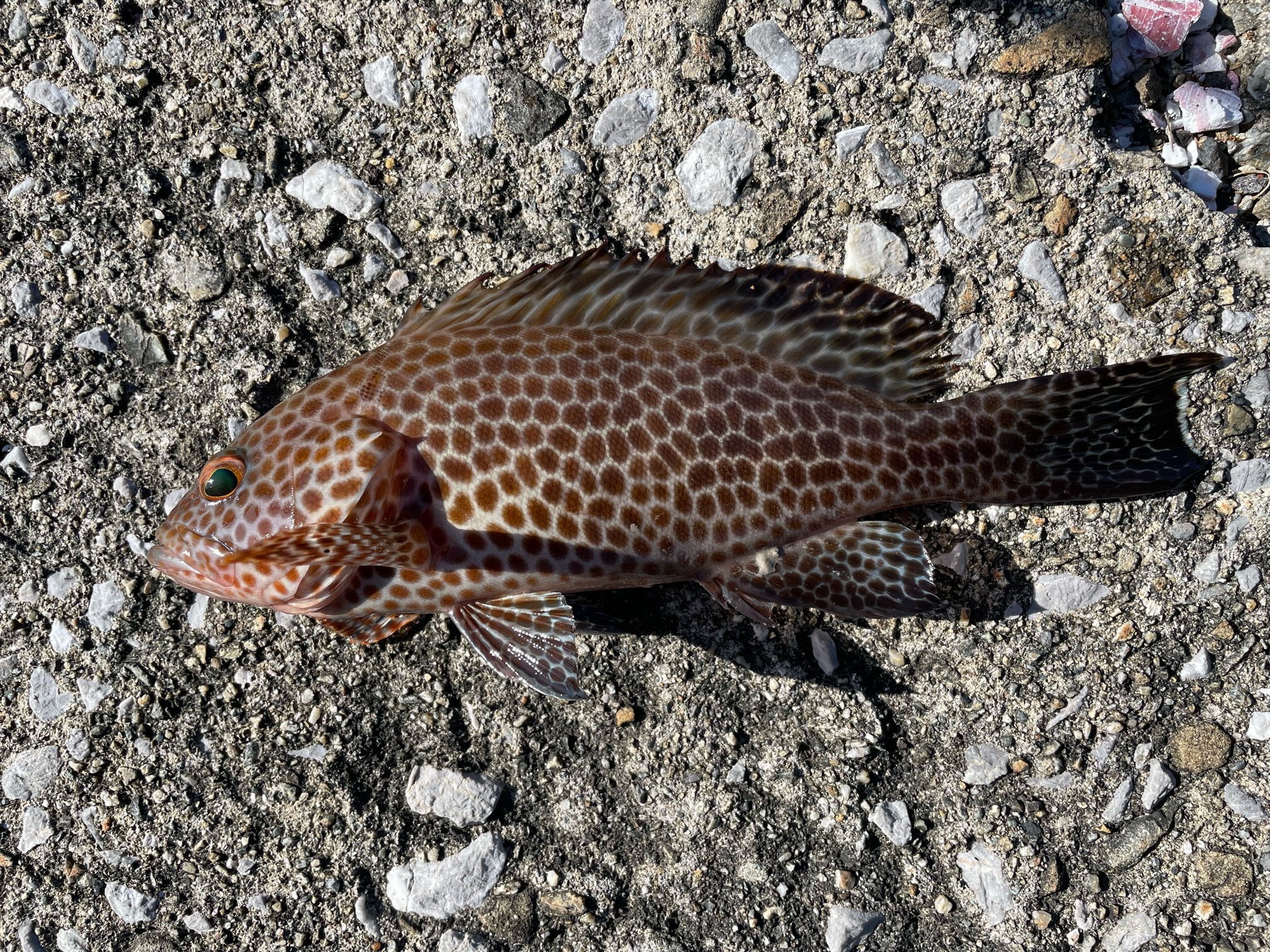 癒やしの釣りと、苦行の釣り