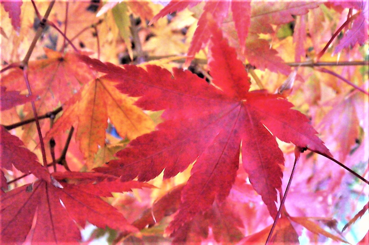 紅葉シーズン真っ盛り！！