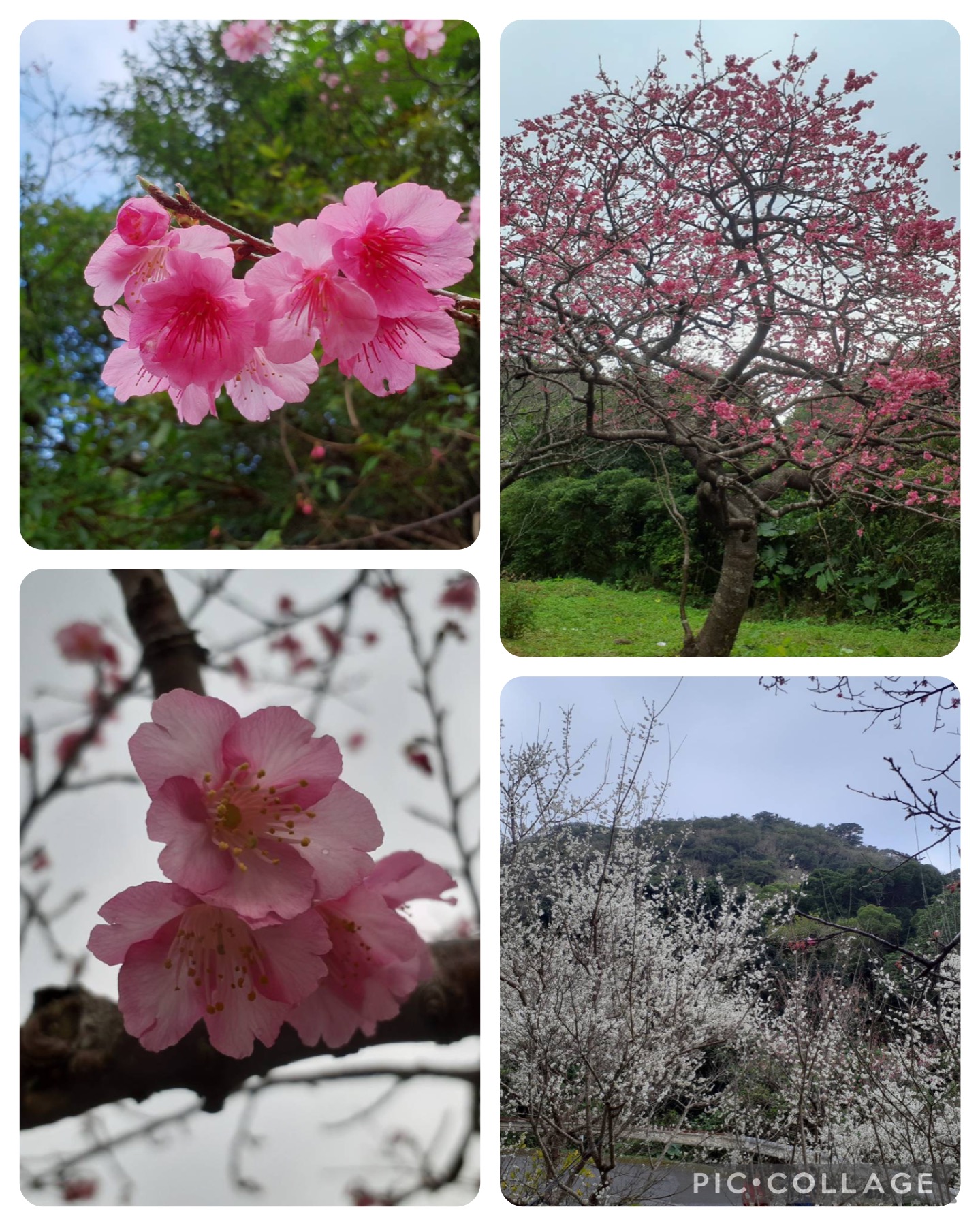 桜の便り