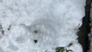 ウサギの雪だるま