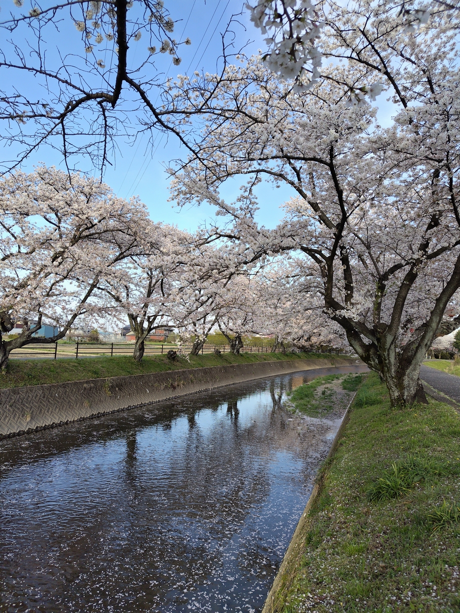 桜の季節ですね