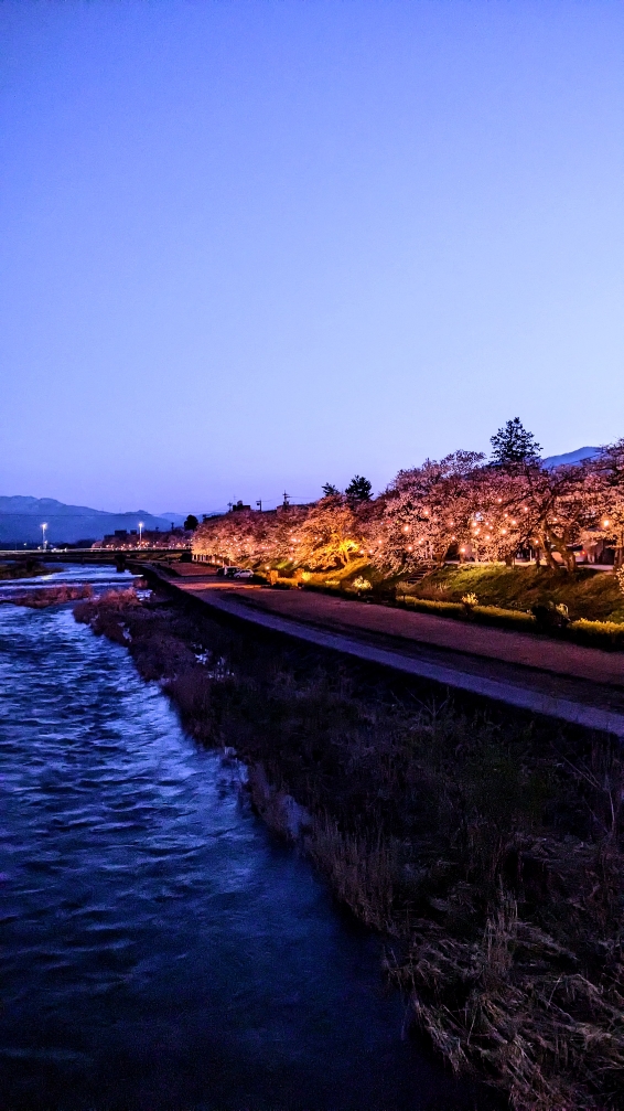 二箇所の千本桜
